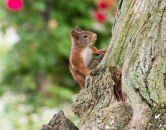 cat-1 Huisvesting voor zoogdieren