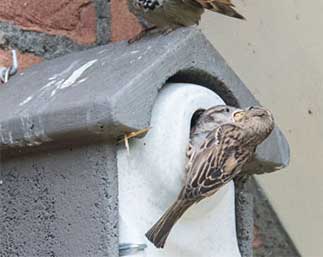 cat-10 Huismussen Gevelkasten Inbouwstenen Nestkasten Tillen