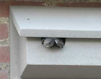 cat-12 Gierzwaluw nestkasten en inmetselstenen