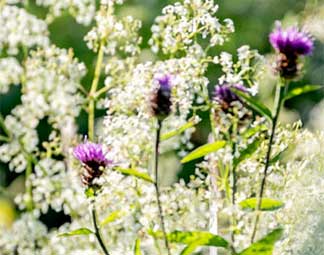 cat-3 Bloemenmengsels