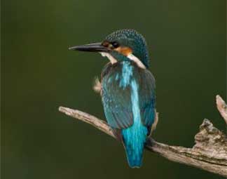 cat-5 Nestkasten voor vogels nabij water