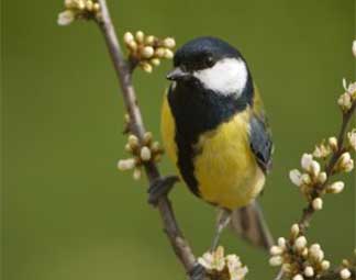 cat-6 Zangvogel huiskasten
