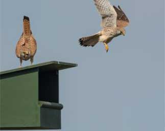cat-7 Nestkasten voor roofvogels
