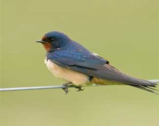 cat-9 Zwaluw huisvesting natuurinclusief bouwen