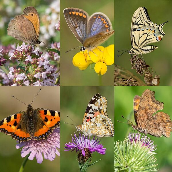 BM IZ 02 inheems bloemenmengsel vlinders | 1