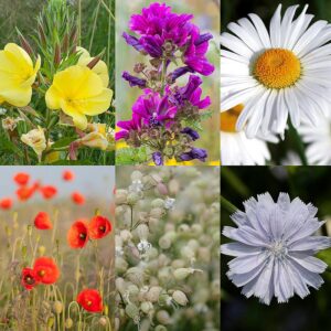 BM IZ 06 inheems bloemenmengsel vogels