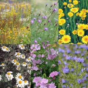 BM IZ 07 inheems bloemenmengsel zandgronden