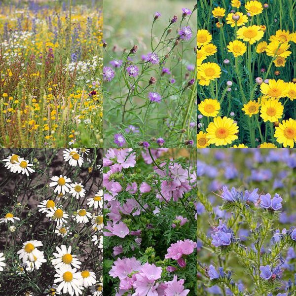 BM IZ 07 inheems bloemenmengsel zandgronden | 1