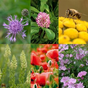 BM IZ 05 inheems bloemenmengsel honingbijen