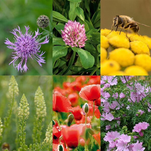 BM IZ 05 inheems bloemenmengsel honingbijen | 1