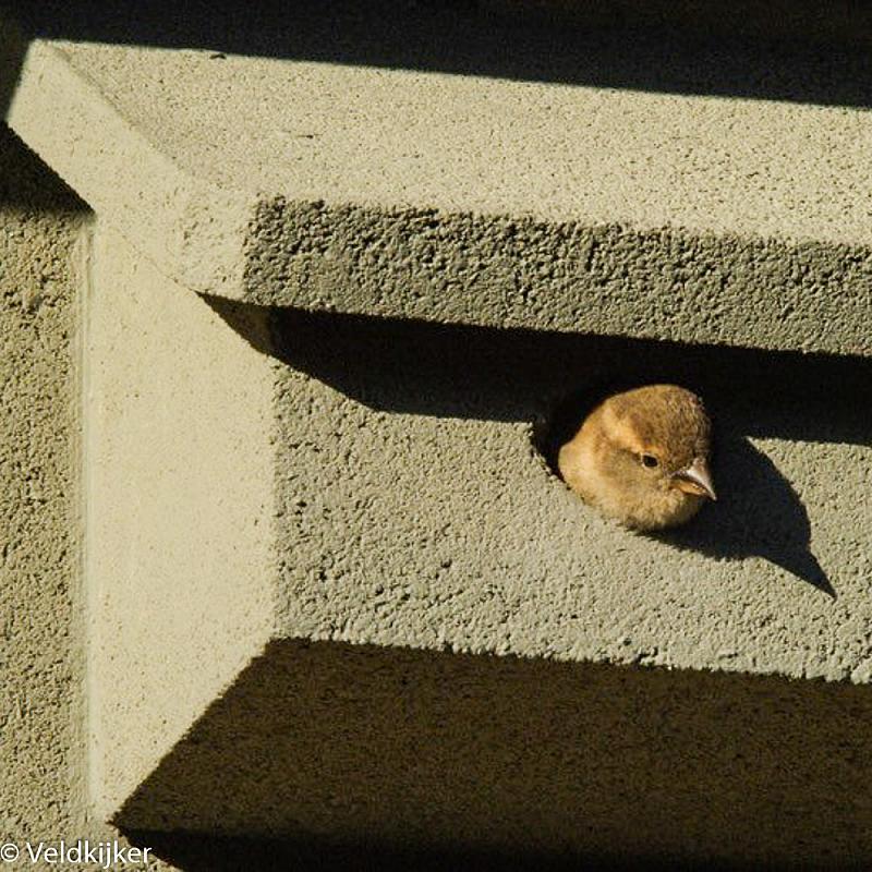 10366_NK-MU-08-Nestkast-Mus_Veldkijker Afbeelding van een huismus uit een nestkast van Vivara Pro kijkt