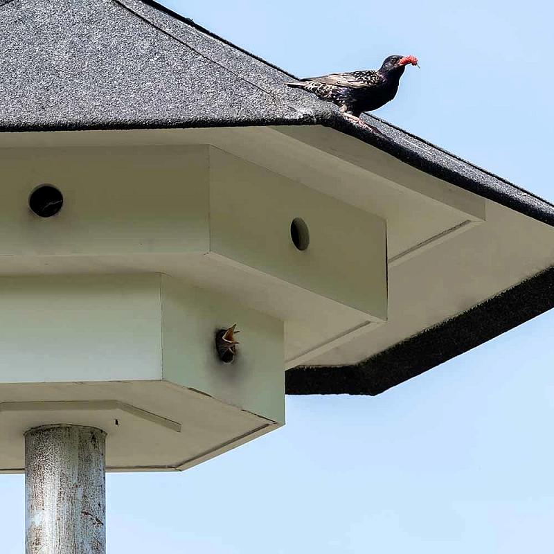 Natuurlijke controle hinderlijke soorten | 3