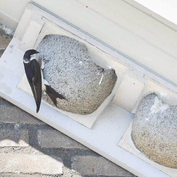 Afbeelding van een gevelkast van houtbeton voor zwaluwen gepositioneerd onder de dakrand. Verder is er een huiszwaluw zichtbaar die zich vasthoudt aan de gevelkast