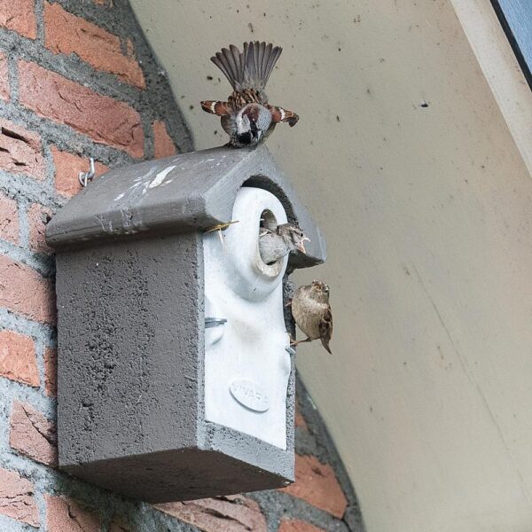 Afbeelding van een aantal huismussen in en rondom een nestkast van WoodStone gemaakt door Vivara Pro