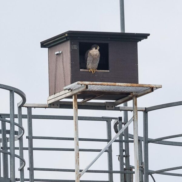 Afbeelding van een slechtvalk in een nestkast voor slechtvalk van Vivara Pro waar het uitkijkt op het landschap