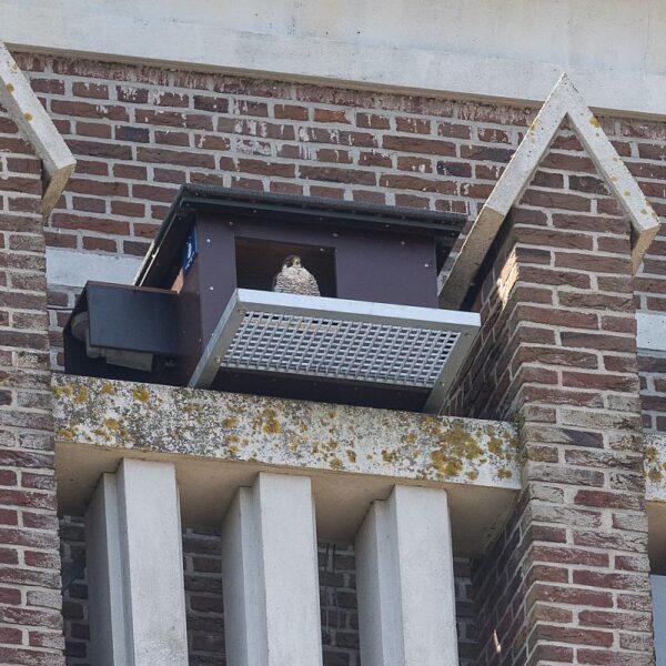 Slechtvalk die uitkijkt op een landschap vanuit zijn nestkast voor slechvalk van Vivara Pro. De nestkast slechtvalk is geïnstalleerd op een kerk.