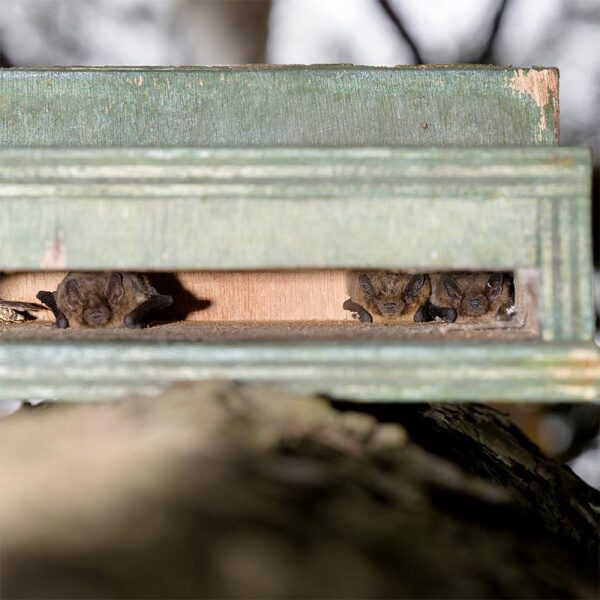 Afbeelding van een aantal vleermuizen die verblijven in een vleermuiskast van Vivara Pro