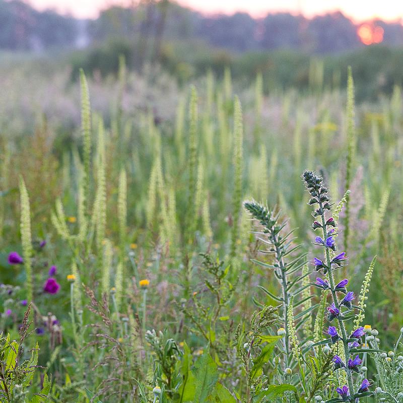 BM-IZ-03_inheems-bloemenmengsel-solitaire-bijen_PPA8890 BIJ12 | 1