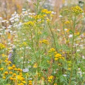 BM-IZ-07-inheems-bloemenmengsel-zandgronden_PPA0972 Afbeelding van inheemse planten die kan worden geplant in bermen rondom wegen voor infrastructuurprojecten