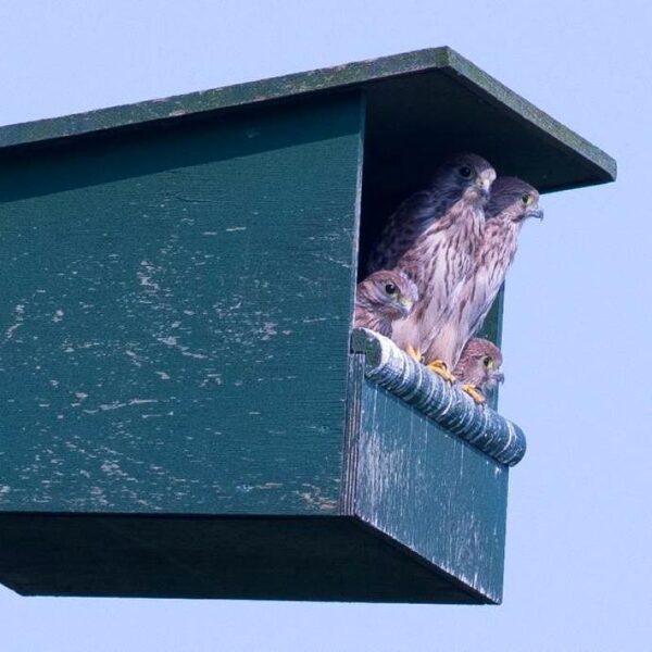Afbeeldingen van twee torenvalken met hun jong in een nestkast voor torenvalken van Vivara Pro