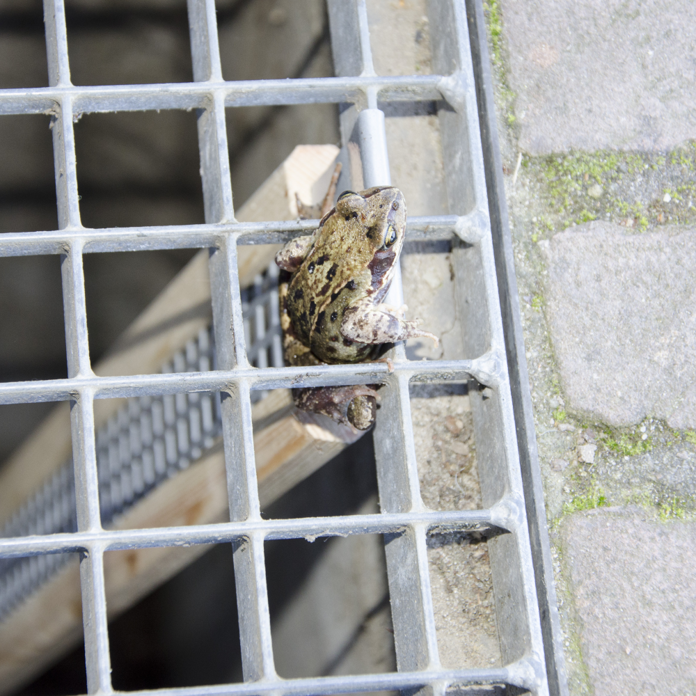 Amfibieën oplossingen | 10