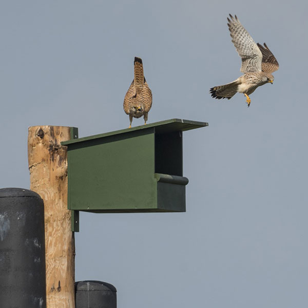 Beheer-en-onderhoud-faunavoorzieningen a bird in a hole in a brick wall