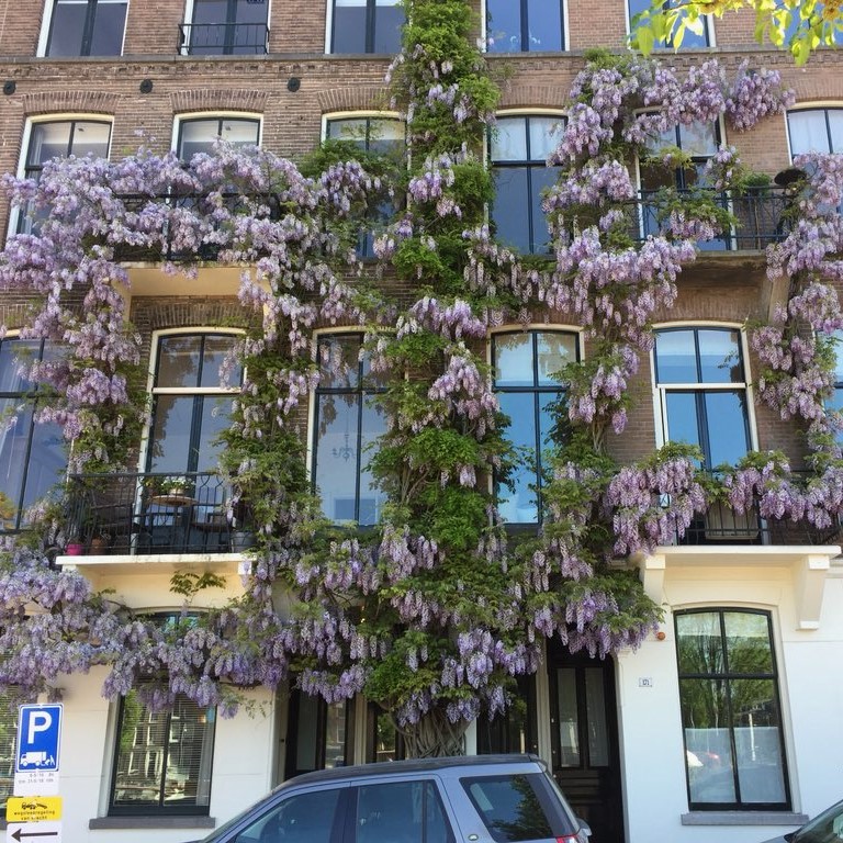 Groene gevels met inheemse planten.