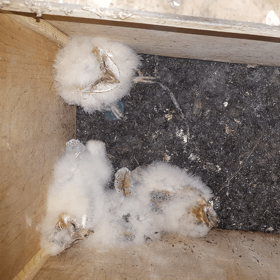 Jonge kerkuilen in de nestkast.