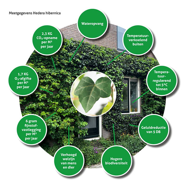groene-gevel-waardevol Een groene gevel, een waardevolle microhabitat