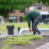 Dakbloemenweide van inheemse planten | 13