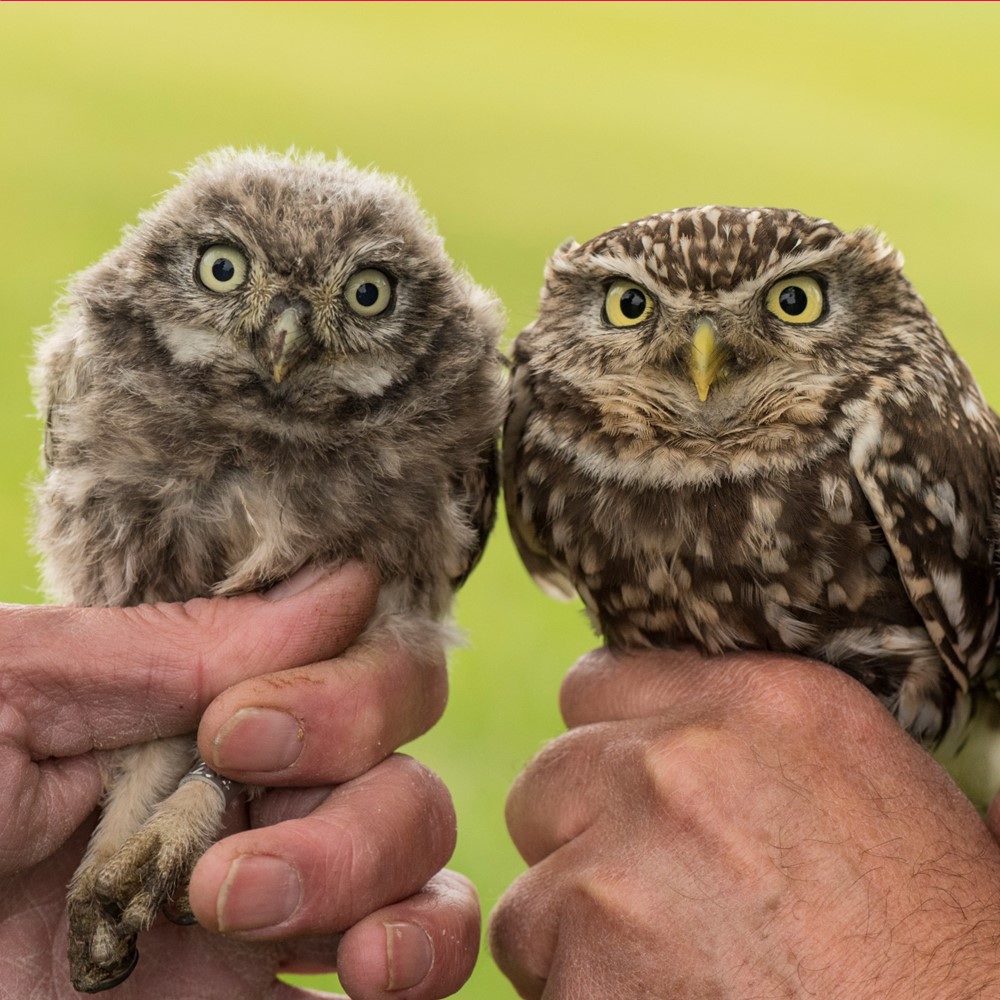 Monitoring - De Efteling | 9