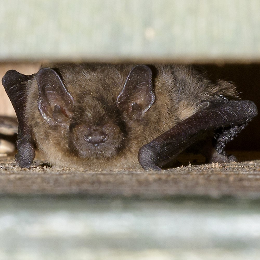 Efteling resultaat Monitoring - De Efteling | 4