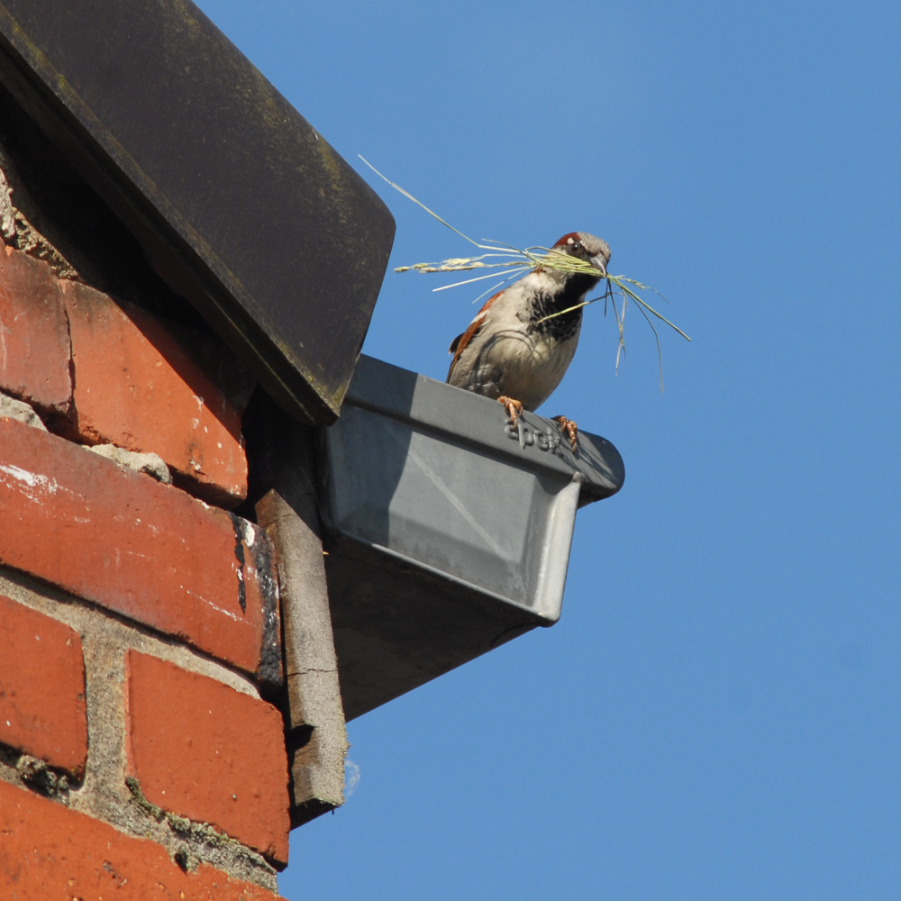 Huismusman_met_nestmateriaal_Jan_Rodts Afbeelding van een huismus op een dakgoot met wat gras in zijn snavel