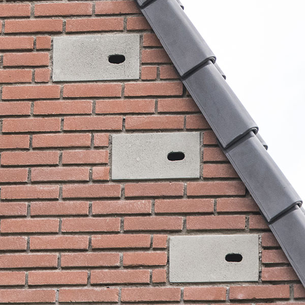 Inbouwsteen-Gierzwaluw Soortenmanagementplan | 2