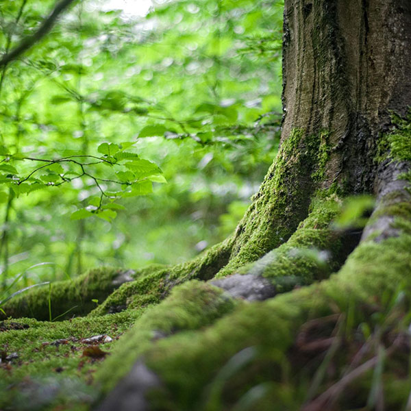 Afbeelding van een boom om het FSC® keurmerk voor vivara pro te indiceren