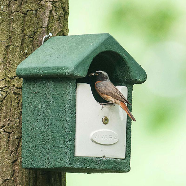 Vogel zit stil op een groene nestkast van houtbeton gemaakt door Vivara Pro