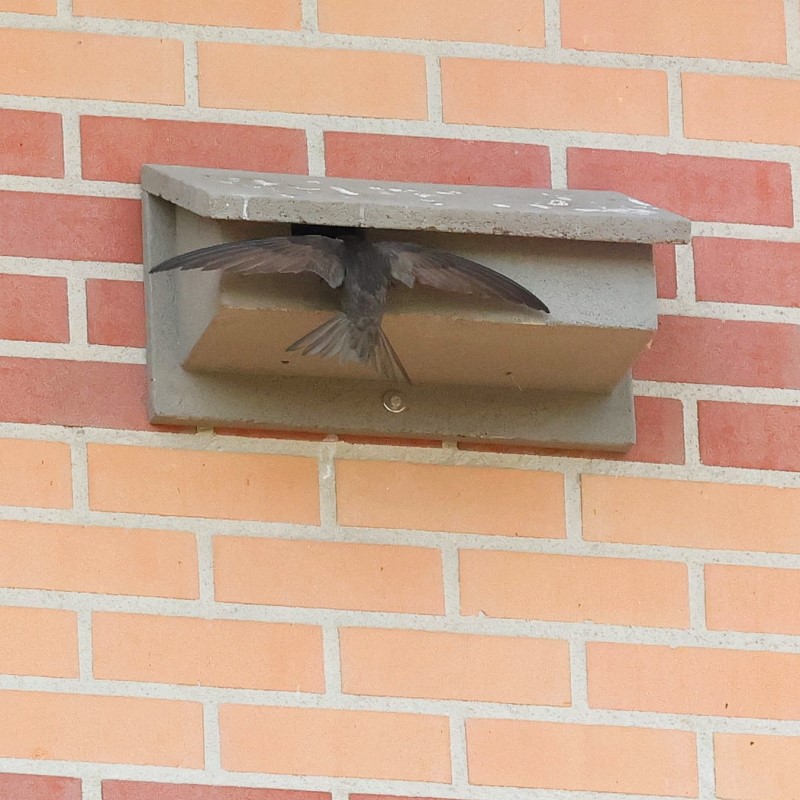 Gierzwaluw bangers gemeente Valkenswaard