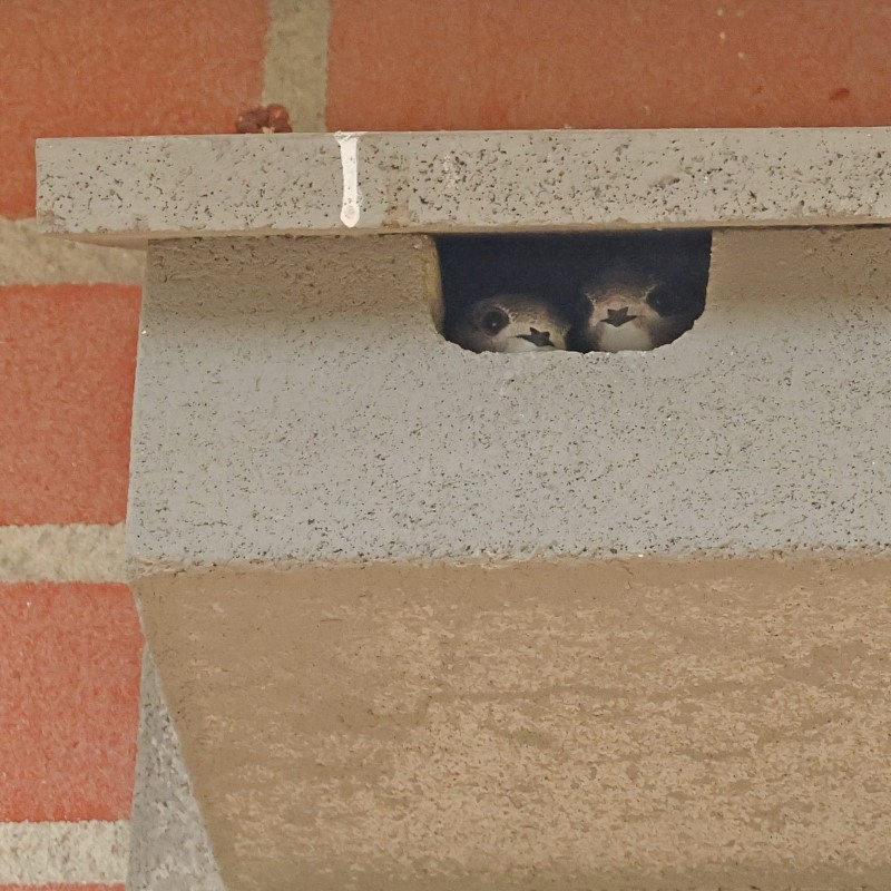 NK GZ 08 Gierzwaluw nestkast. Jonge gierzwaluwen, een vogelsoort, klaar om uit te vliegen.