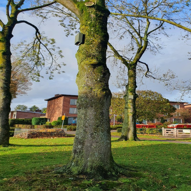 Vleermuiskasten gemeente Valkenswaard Afbeelding van een vleermuiskast gemonteerd aan een boom