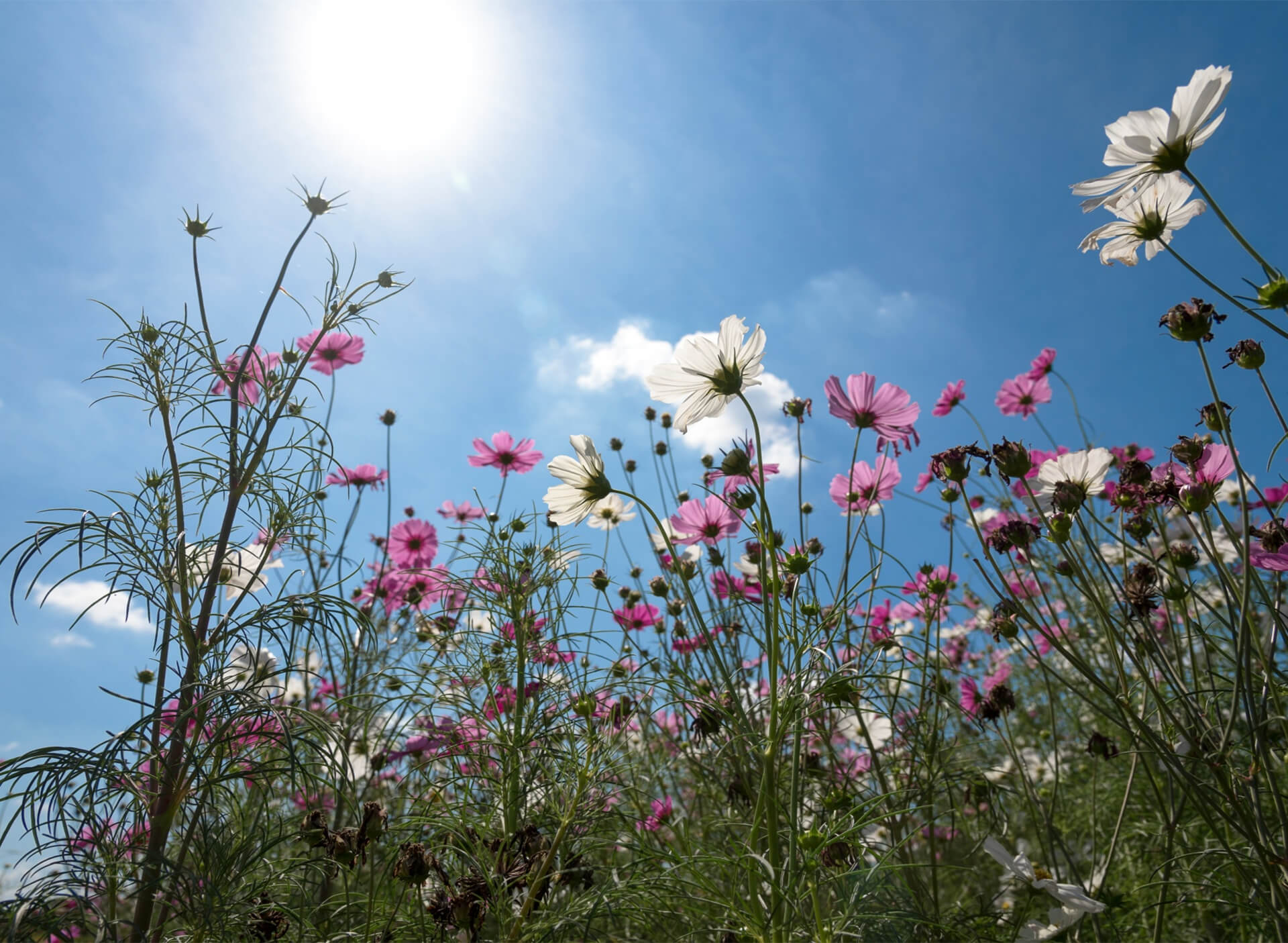 contact-bg-flowers Afbeelding van een omgeving met inheems planten en zon