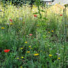 Dakbloemenweide van inheemse planten | 5