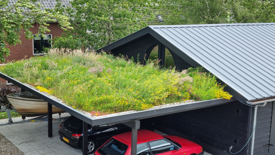 Inheemse planten met Dakbloemenweide | 2