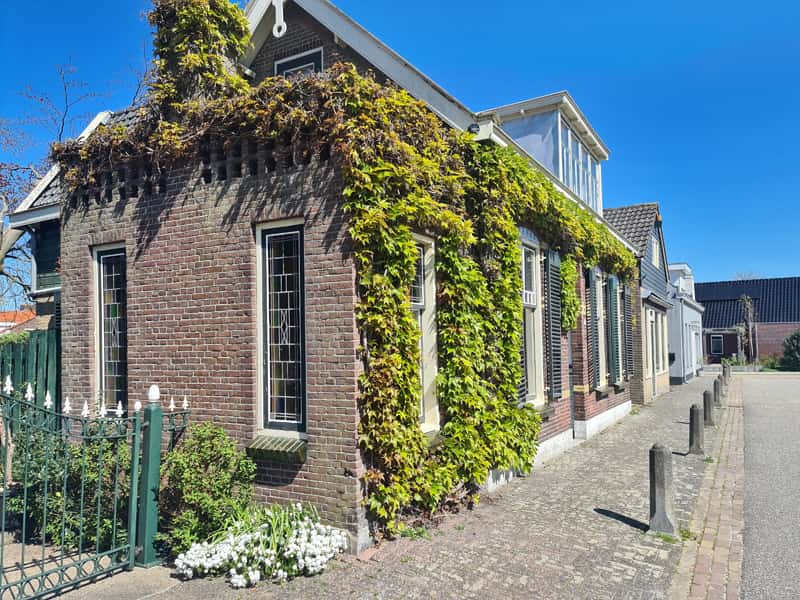 Groene gevels 2 Afbeelding van een groene gevel op een woning in Nederland