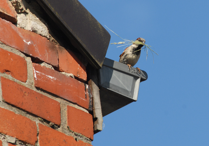 Faunamanagement - huismussen, gierzwaluwen en vleermuizen - Vivara Pro