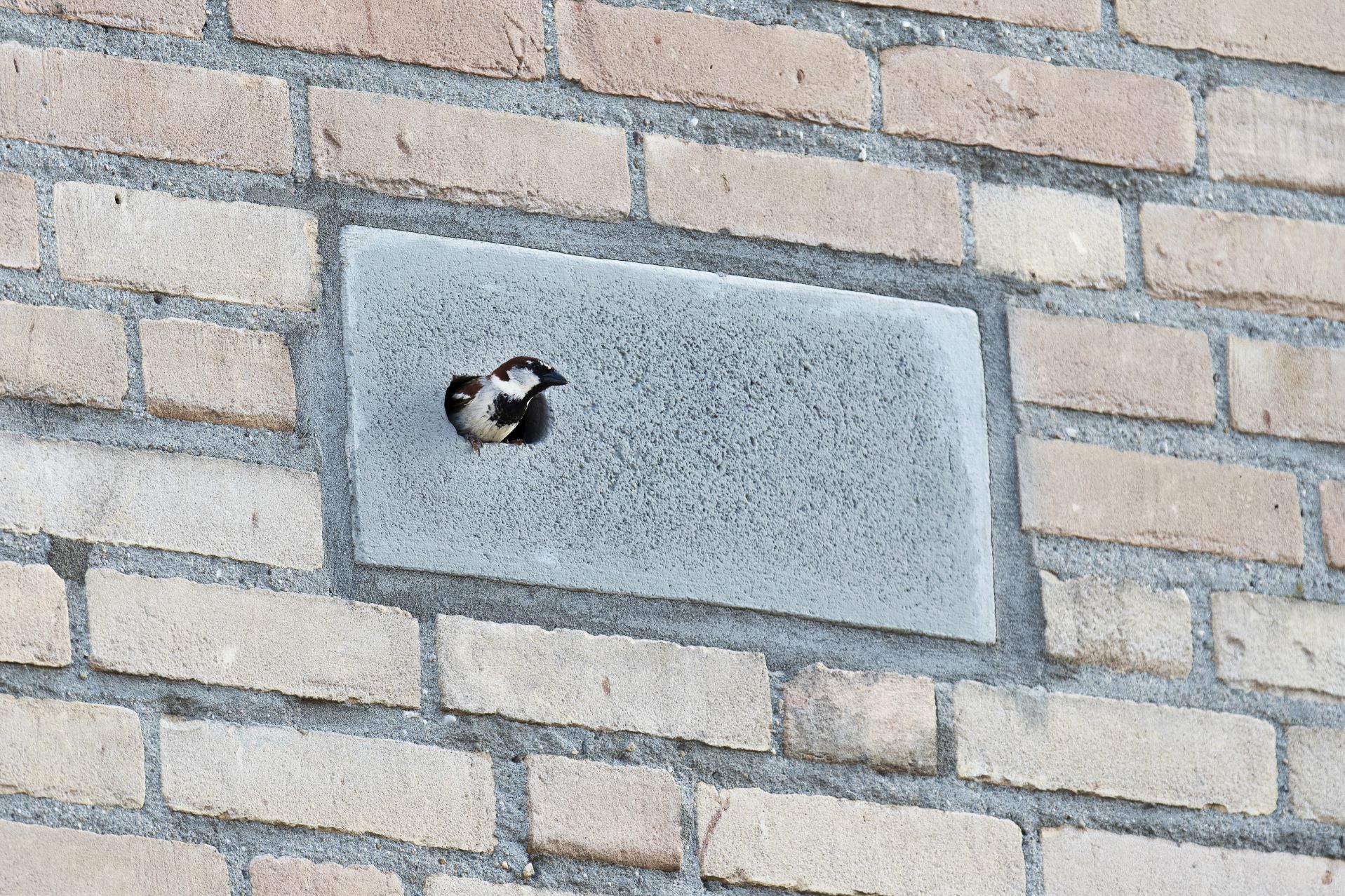 Houtbeton inbouwsteen voor huismussen en gierzwaluwen