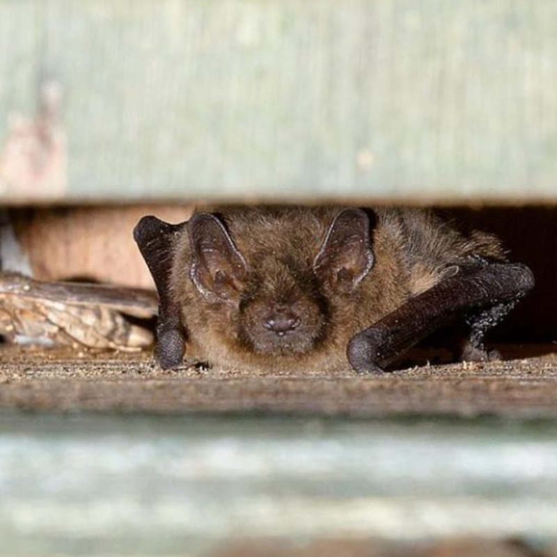 Zwergfledermaus_Geschutzt Abbildung einer gewöhnlichen Zwergfledermaus, die in einem Fledermauskasten aus Holzbeton von Vivara Pro lebt.