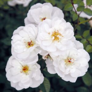 Roos Bijenweelde® Wit