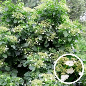 Klimhortensia (biologisch)