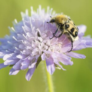 Beemdkroon (biologisch)