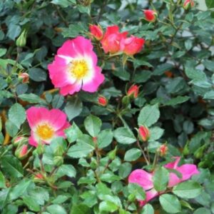 Roos Bijenweelde® Tweekleurig